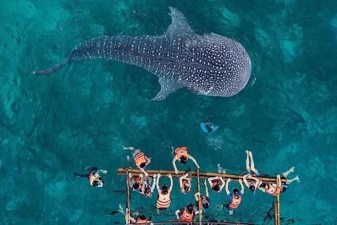 Oslob Whale Shark Watching 3