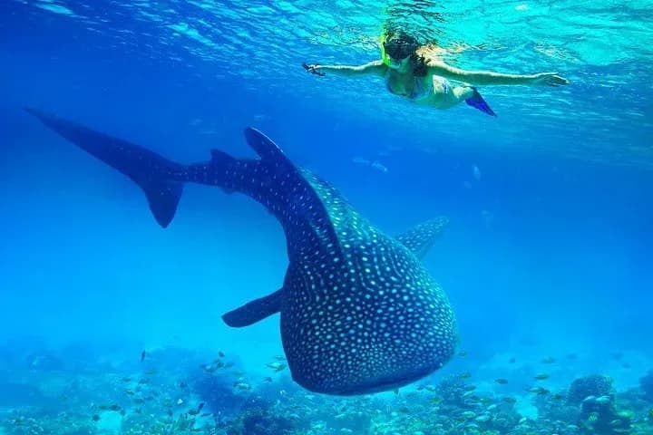 Oslob Whale Shark Watching - Tours & Activities - Oslob