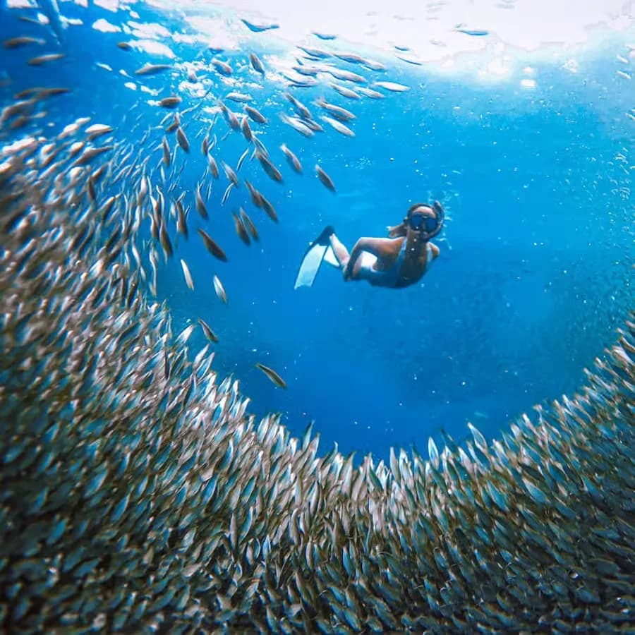 Moalboal Beach & Sardine Run 2