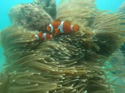 Bali Marine Dive & Water Sport