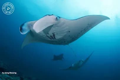Diving in Bali - Bali Diving Academy - Tours & Activities - Denpasar